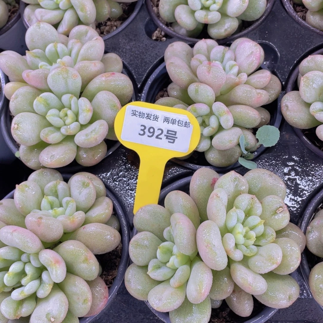 392号 石化比尔盖茨双头起一个
