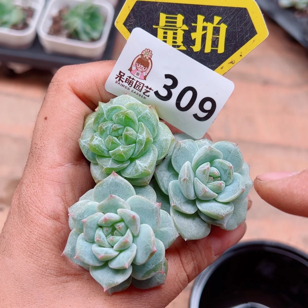 多肉植物多肉植物
