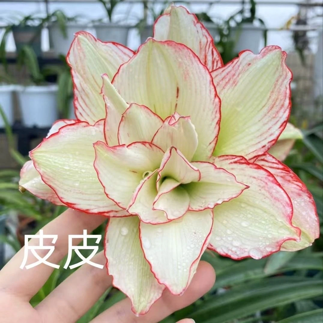 【皮皮】基地自然球  秘鲁重瓣朱顶红品种