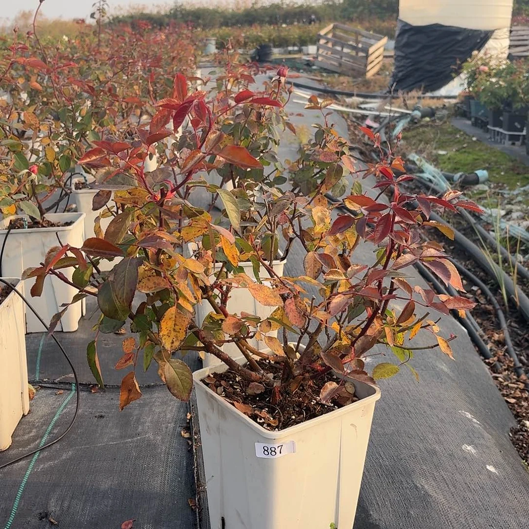 当前无花朵，栽培后可花朵887