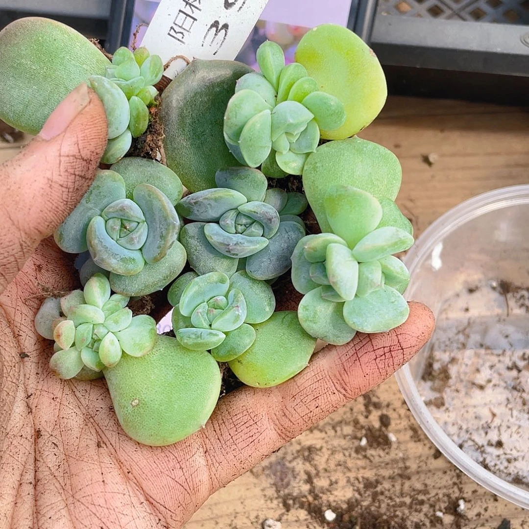 离***月多肉植物多肉植物395