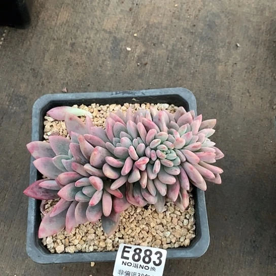 奥普琳娜缀化883  全场默认微瑕 7-8天发货