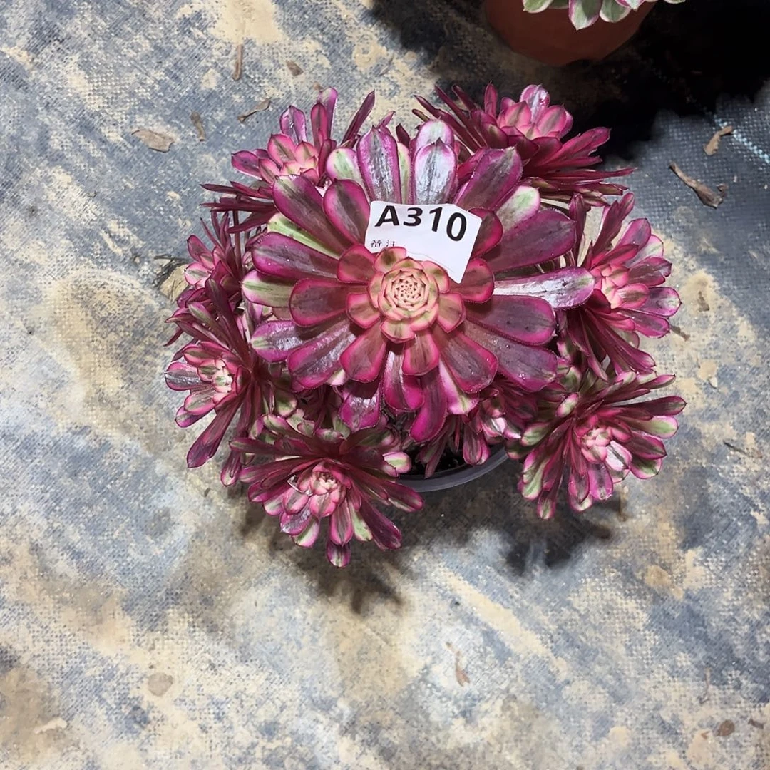 多肉植物白月光310多肉