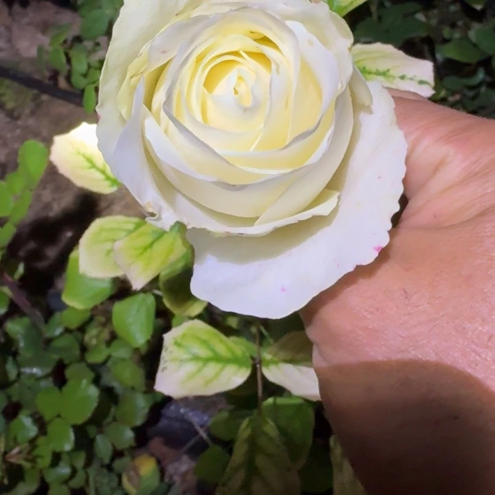 无花朵白落樱小苗