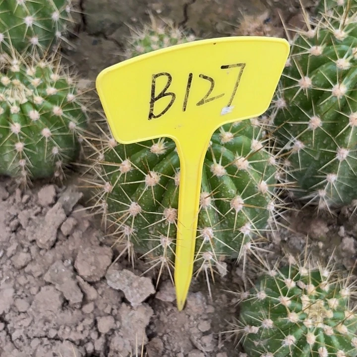 小*B127,糖果瑕疵歪头