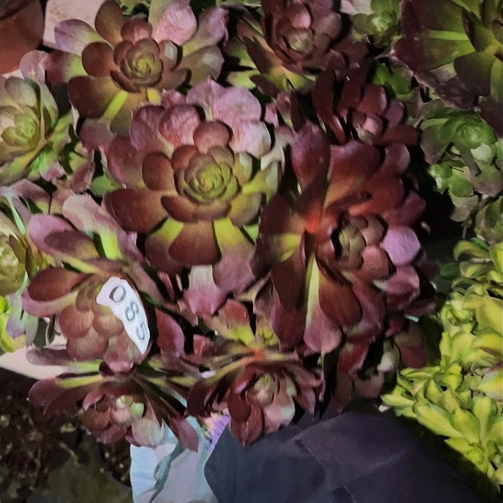 085黑魔多肉植物处理不售后