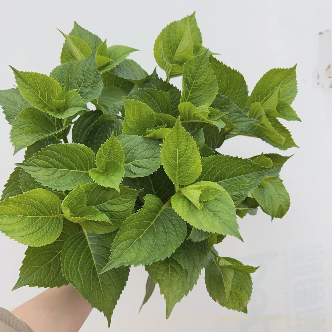 【生花苞】180盆 大花品种爆花带花苞好养易活室内阳台