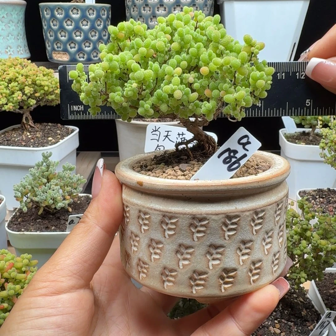 O***ea186号蜜橘冠服9厘米左右带盆发