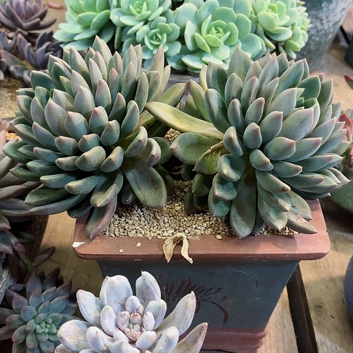 象牙双头一物一拍16号