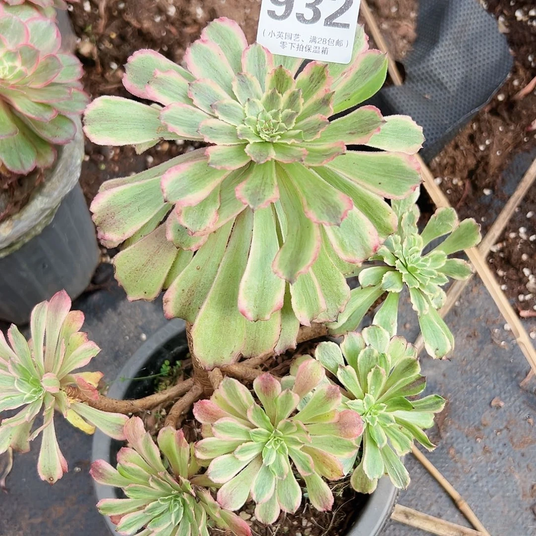 碧浪932多肉植物多肉植物