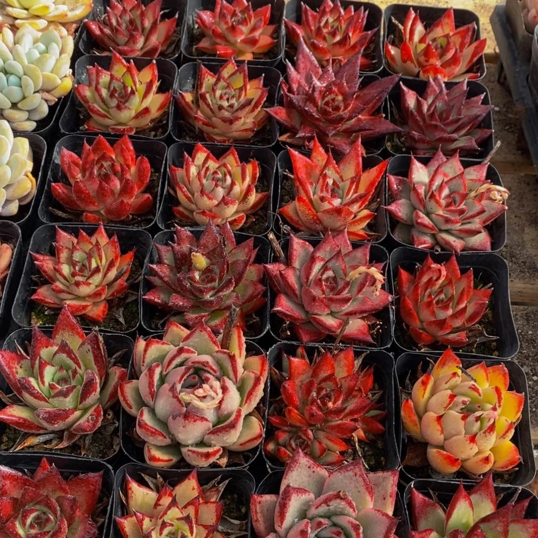 528多肉植物保护研究所所长助理研究员