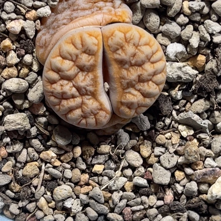 一***宗8949铁1891专拍