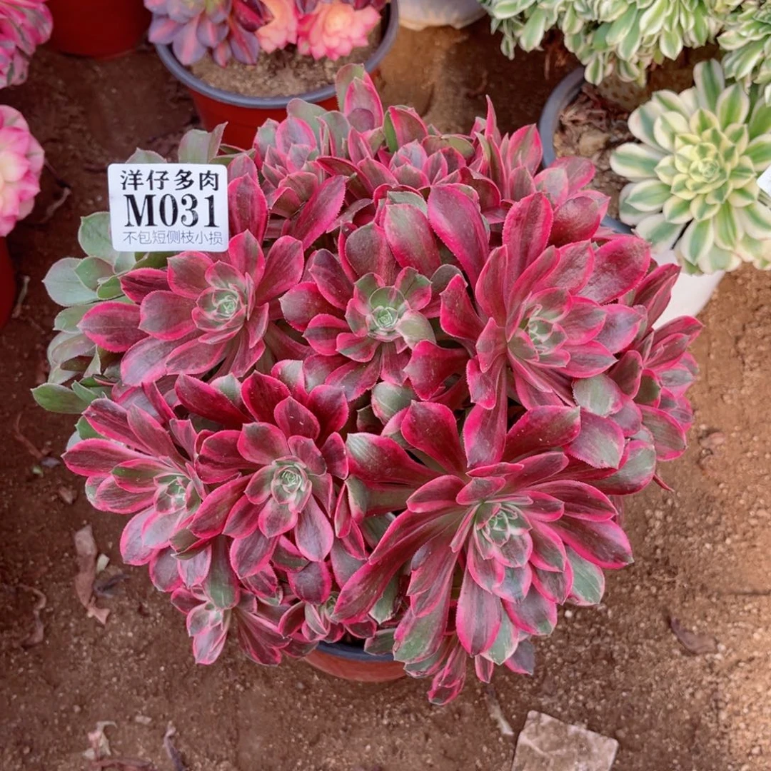 031浣纱 冠幅30左右