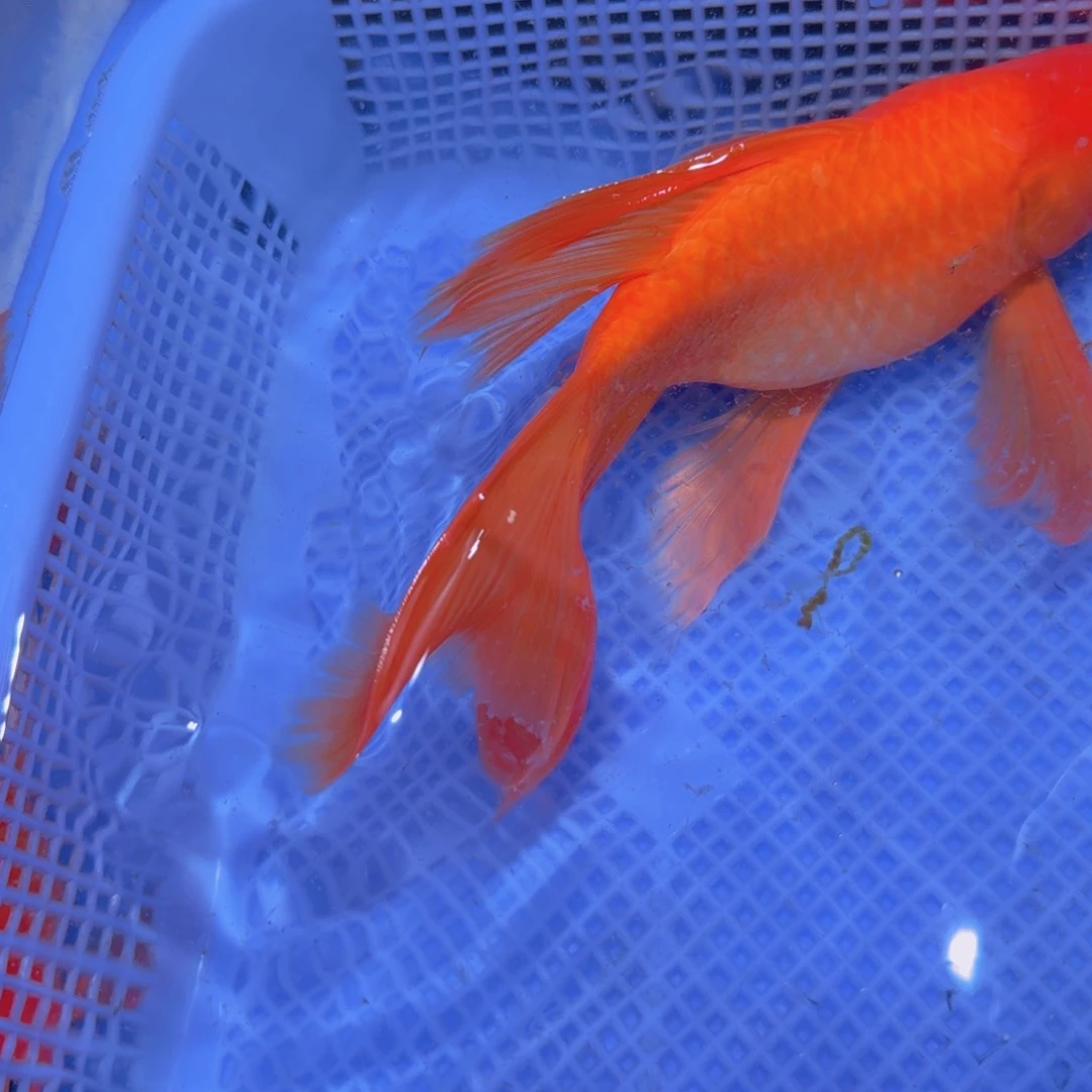 蝴蝶鲤鱼观赏鱼红