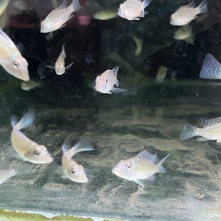 C***.慈鲷4-5蓝颊马面2只
