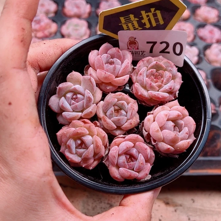 多肉植物多肉植物