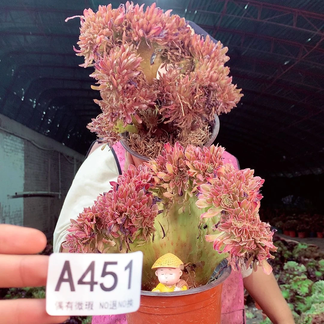 无花朵柒哥多肉法师不包侧断枝451