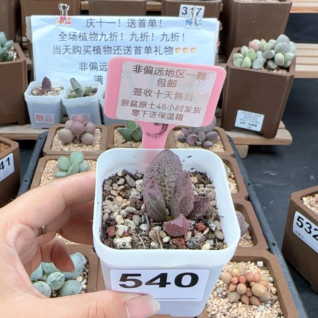 540小怪兽多肉植物微瑕