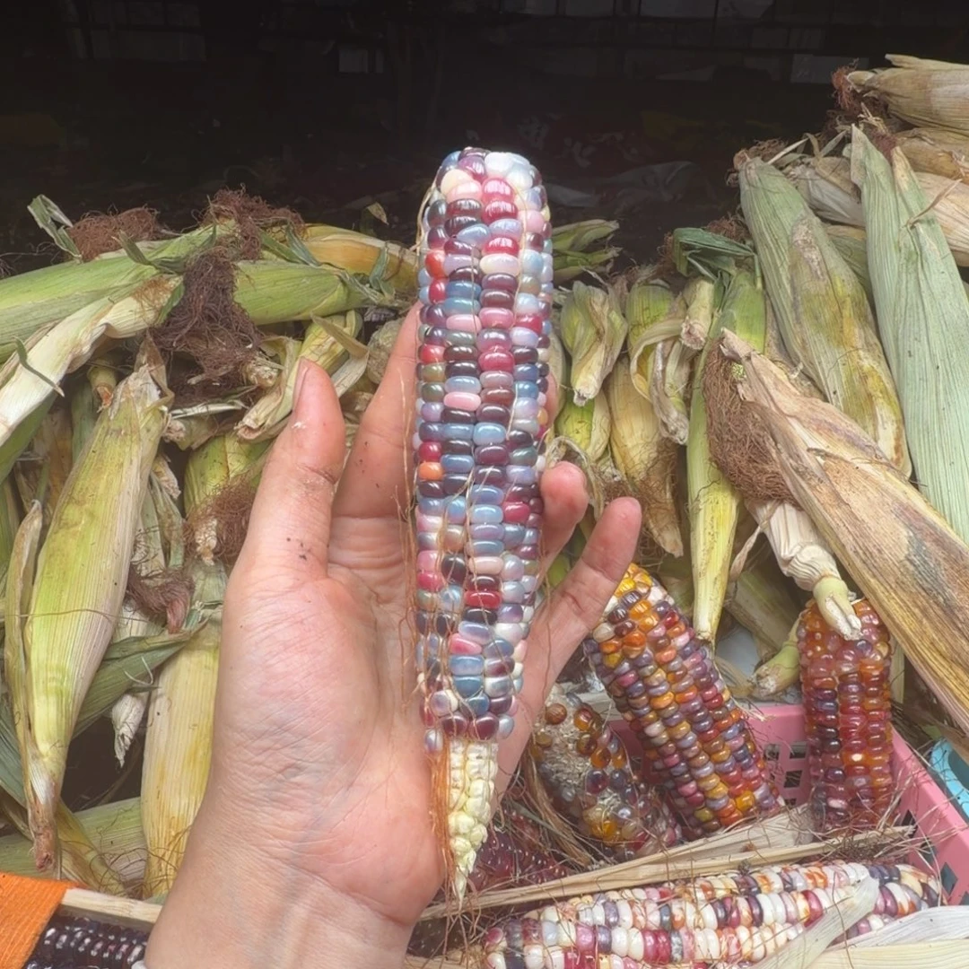 t****吊坠柏香籽/百香籽