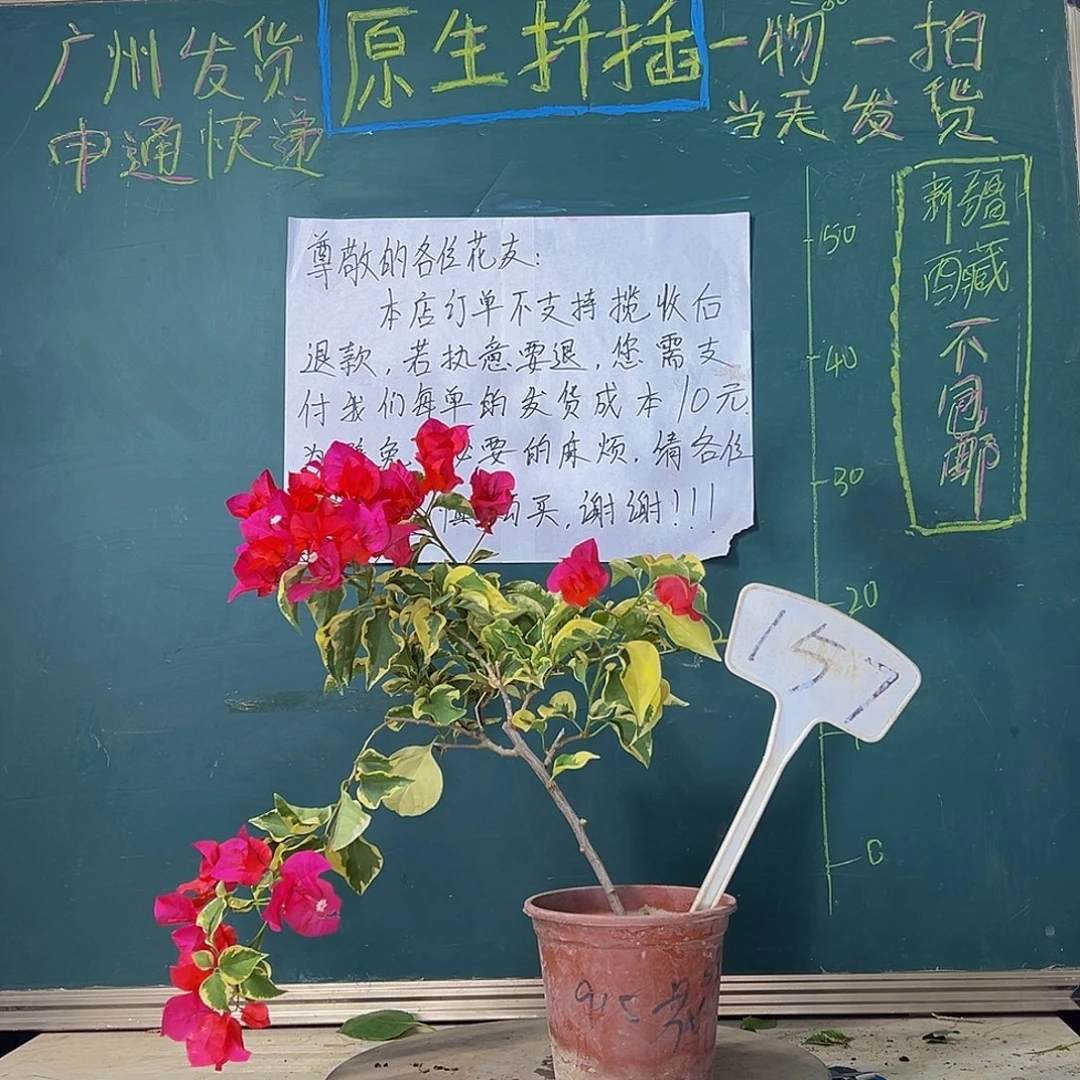 当前无花栽培后可以开花花叶红 157