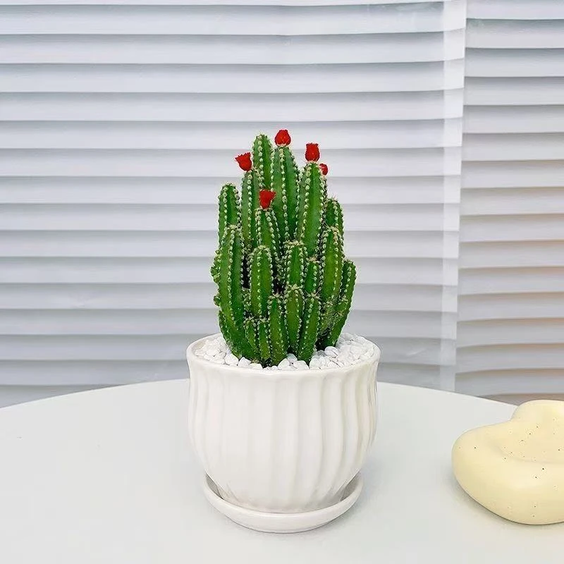 万重山大盆【满18包邮】