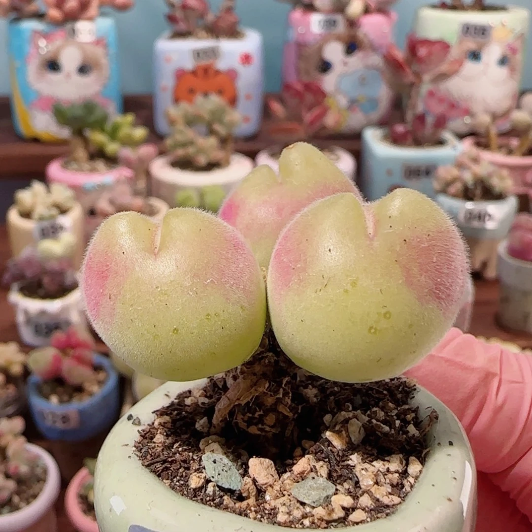 福利胖毛翠 盆口3cm 微瑕