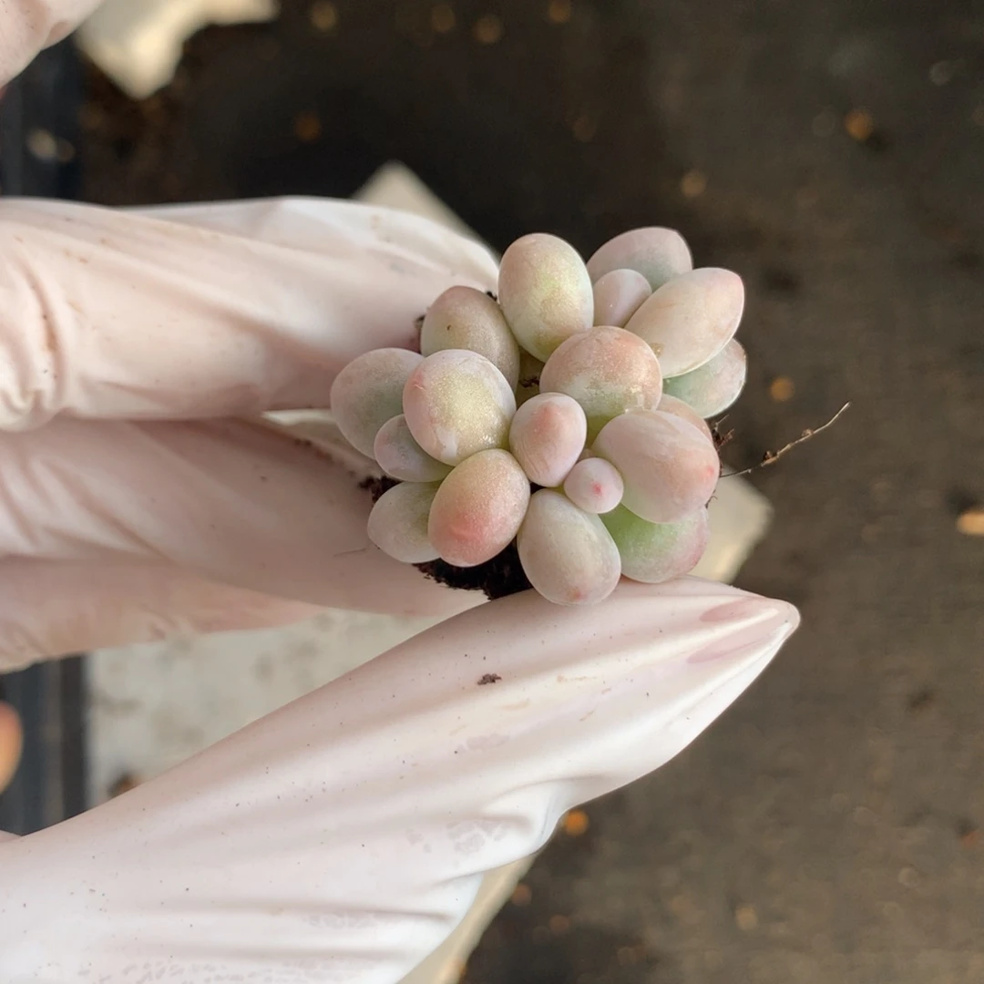 水光针奶酪多肉群生