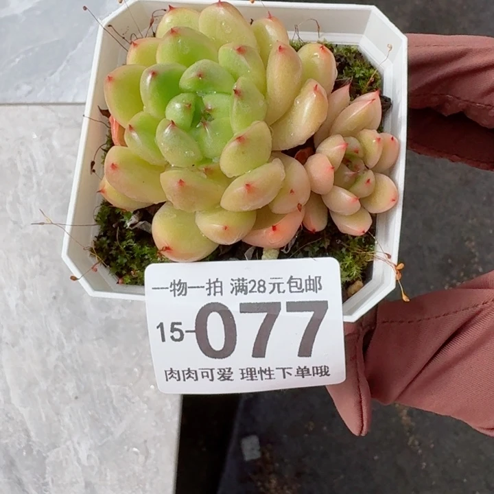 莱拉多肉无盆土发货多肉多