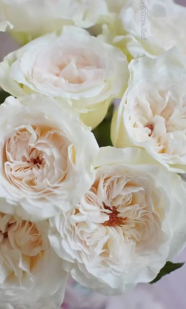 贝拉玫瑰【收到花一定要醒花,不会的请联系客服】