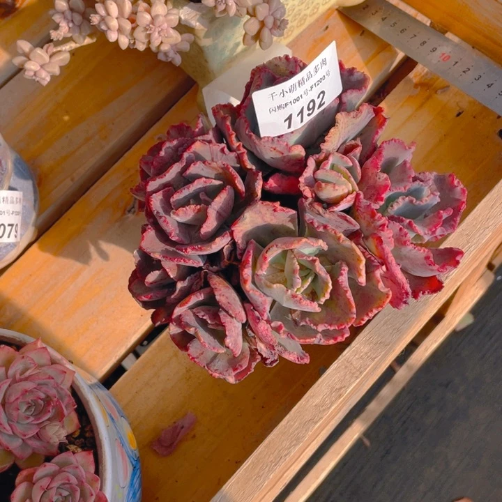 汪*谢谢你的支持00001192