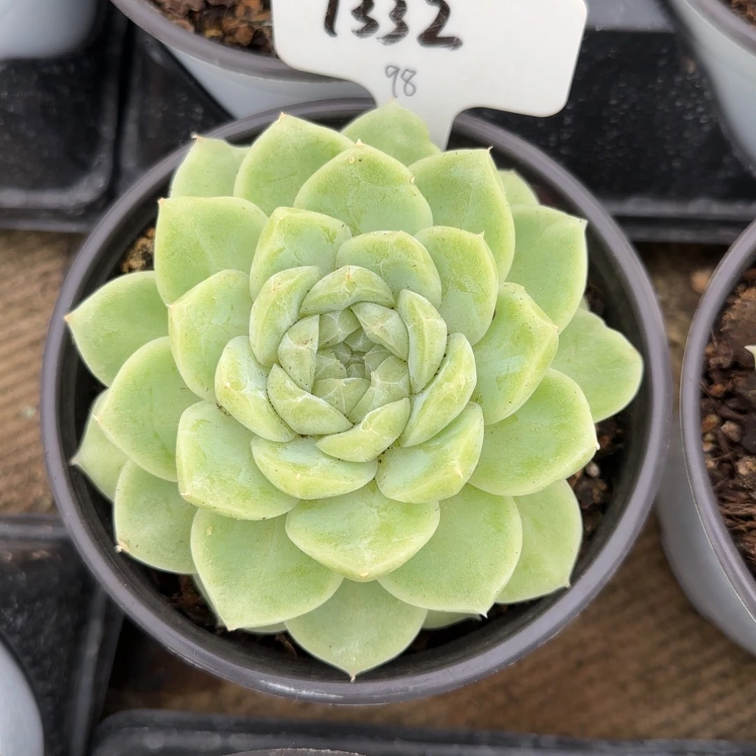 月***儿1332。    梨花白。