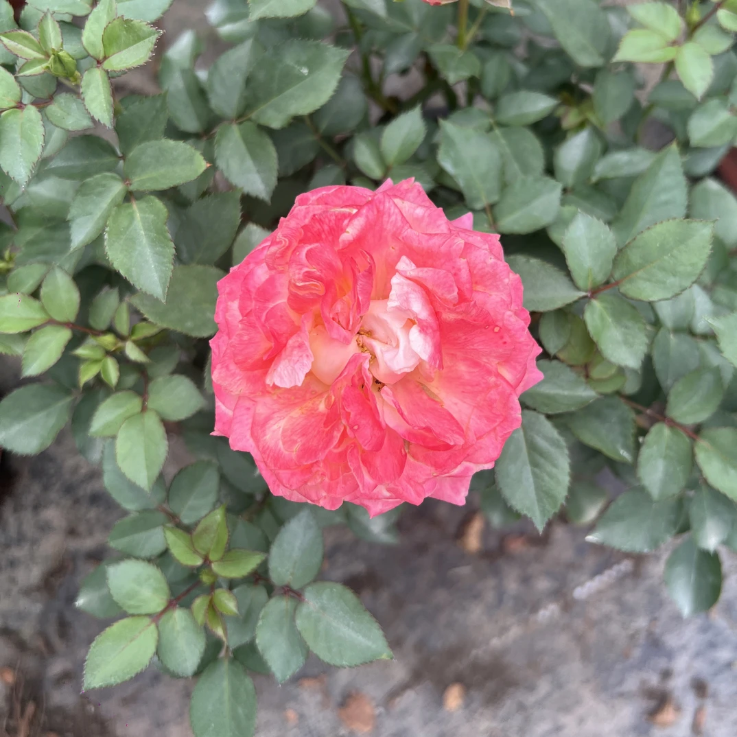 【大花美人】1加仑盆多棵扦插月季花直播四季开放修剪趣味花卉绿植