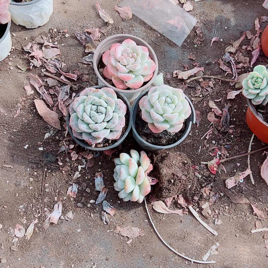 冰玉大单头精品特价三盆