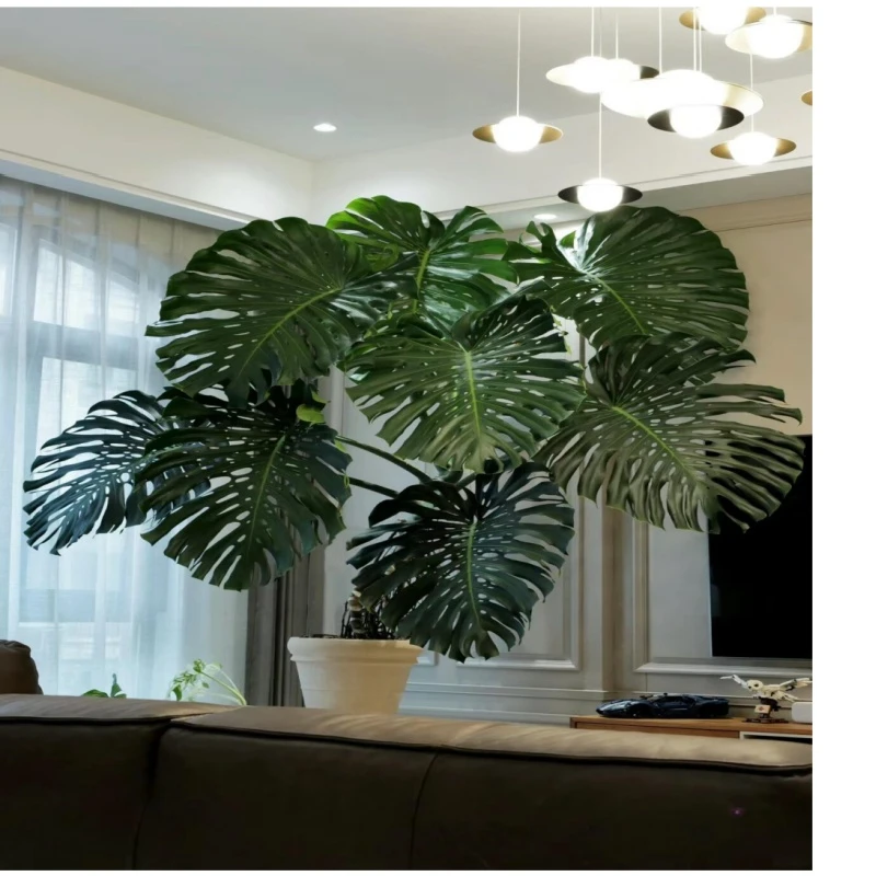 龟背竹是一款适合南北方室内养植的一款绿植