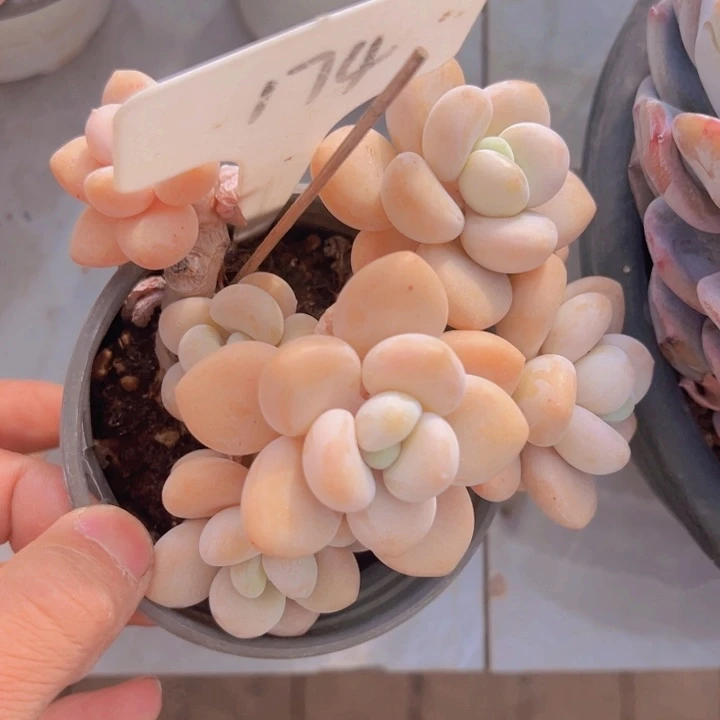 健健康康平平安安