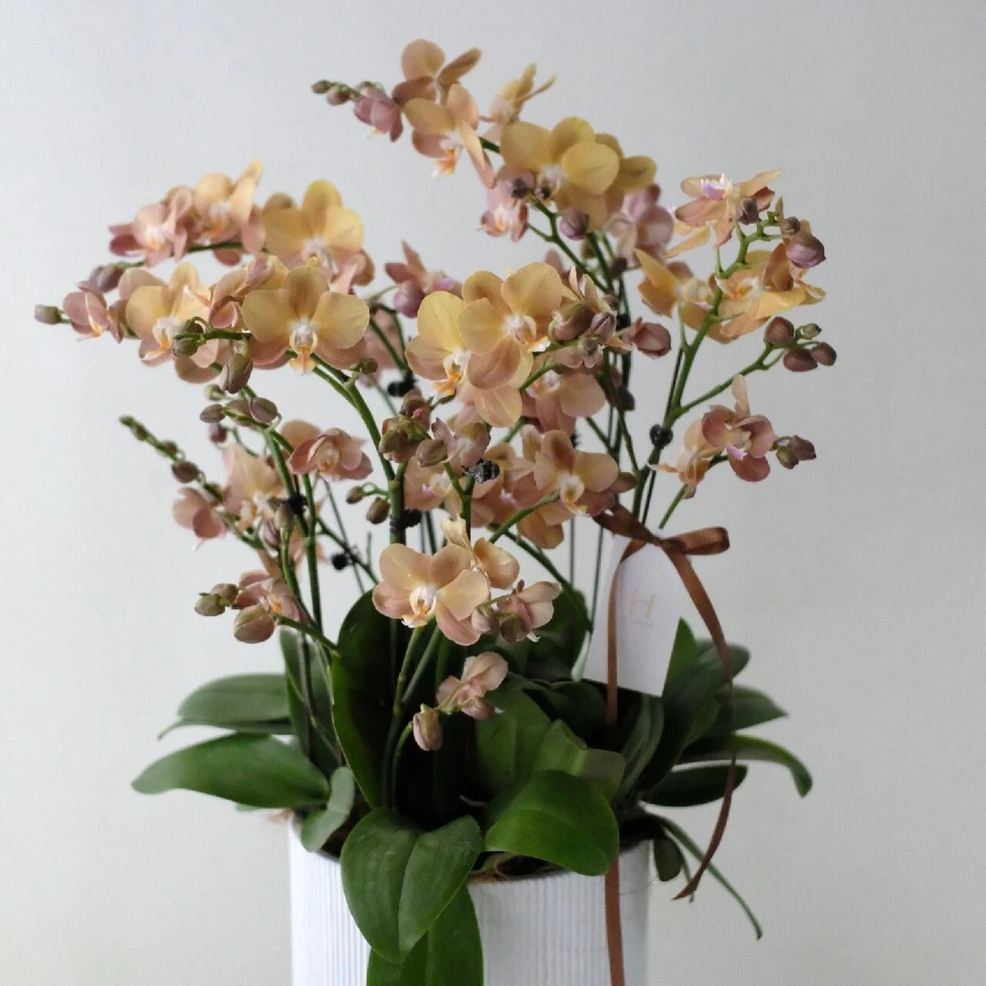 精致带花带花苞蝴蝶兰《摩纳哥》小组盆桌面款好养耐养