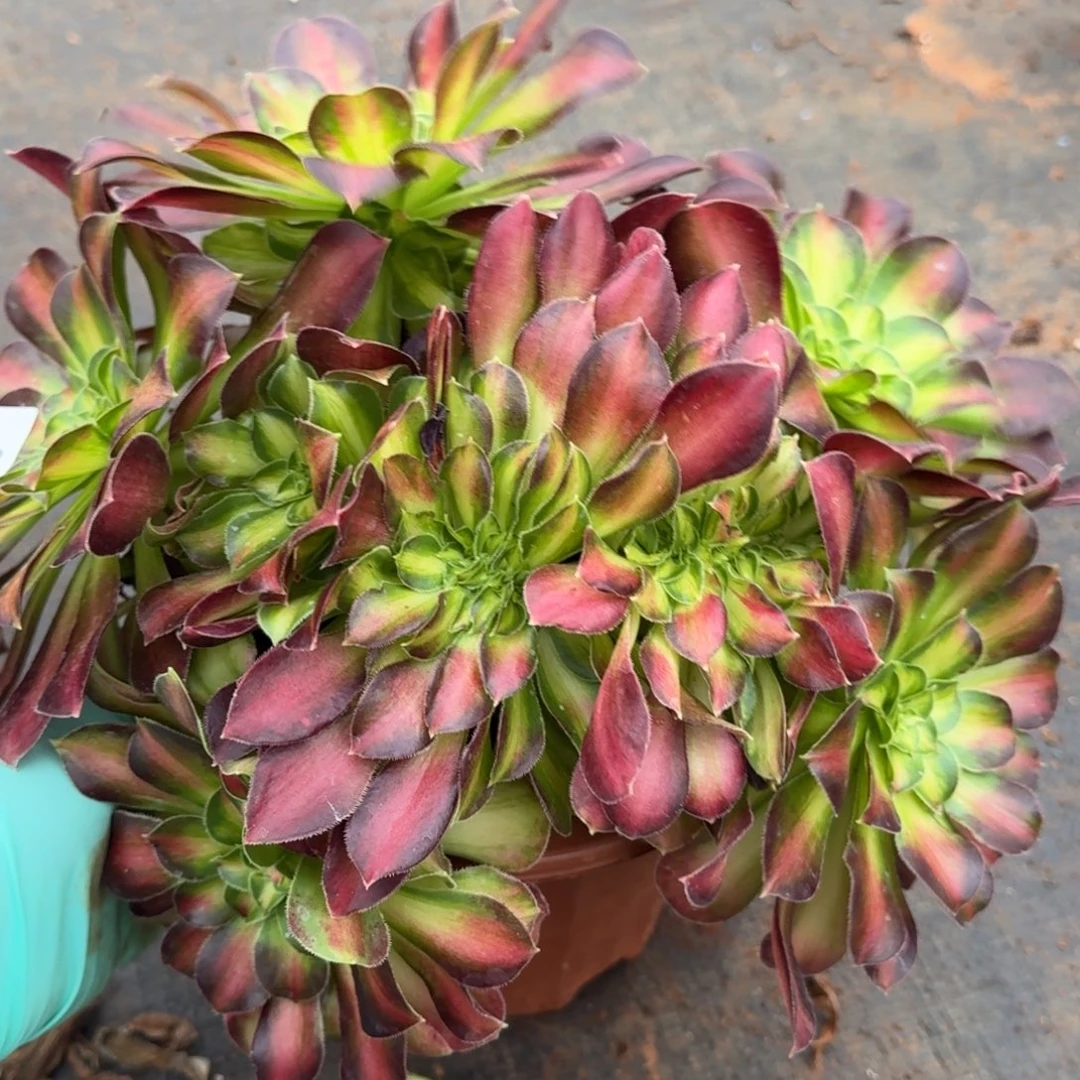 459韶华缀化多肉植物满28包邮