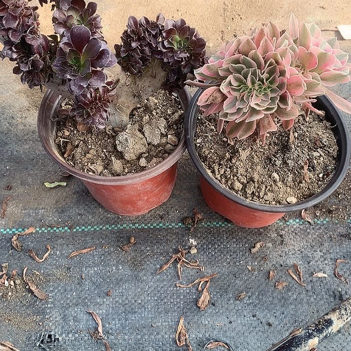唯*755圆叶黑法师缀化多肉植物