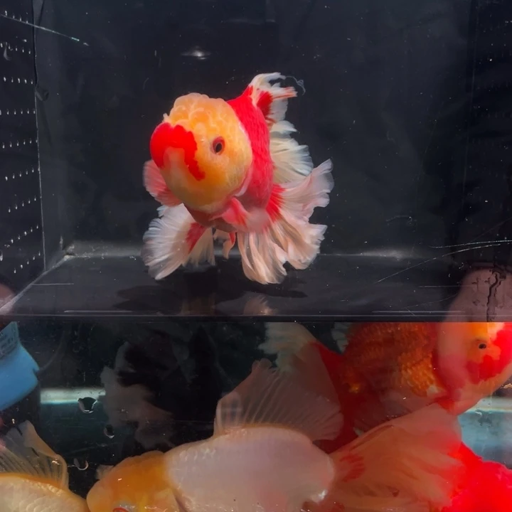 千褶十二公分包邮