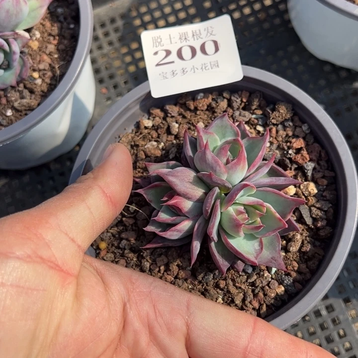 惊鸿一颗量拍多肉满20包邮初7发