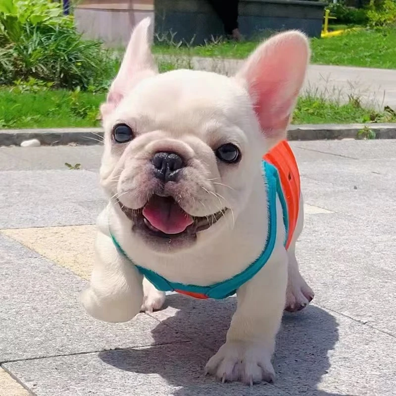 斗牛犬白色奶油色法斗幼犬法国斗牛犬纯种斗牛犬法牛家庭陪伴犬