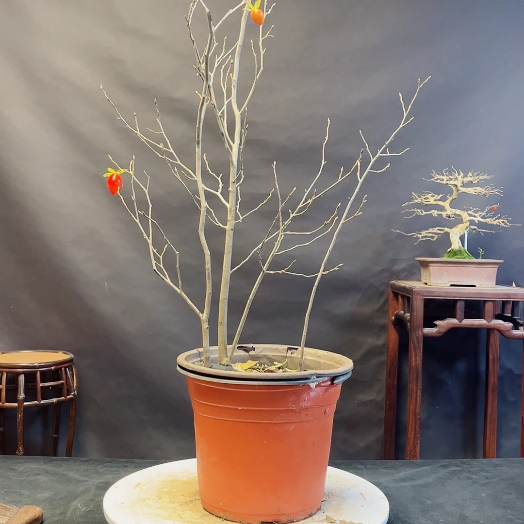 无花朵晚      0585