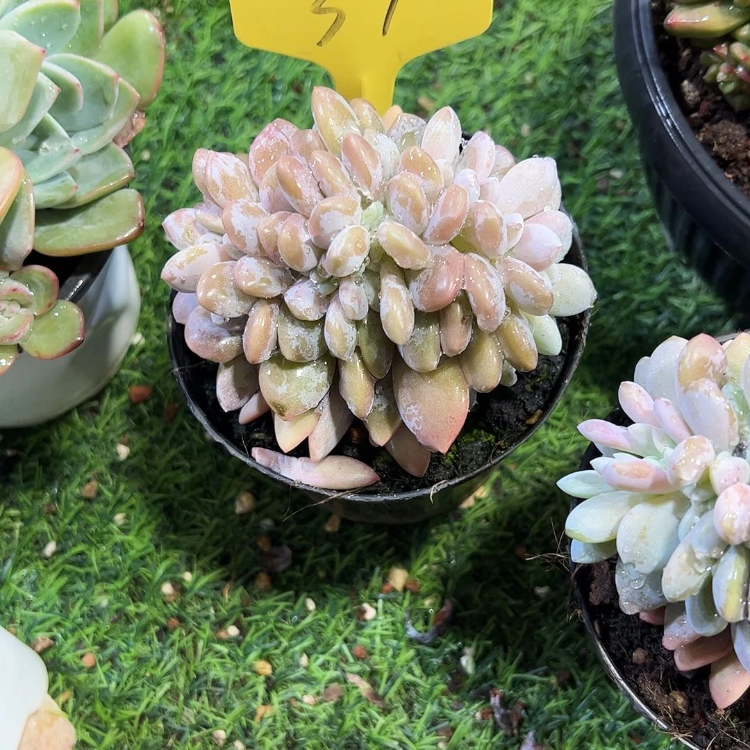 涓***涓粉兔缀37号多肉植物