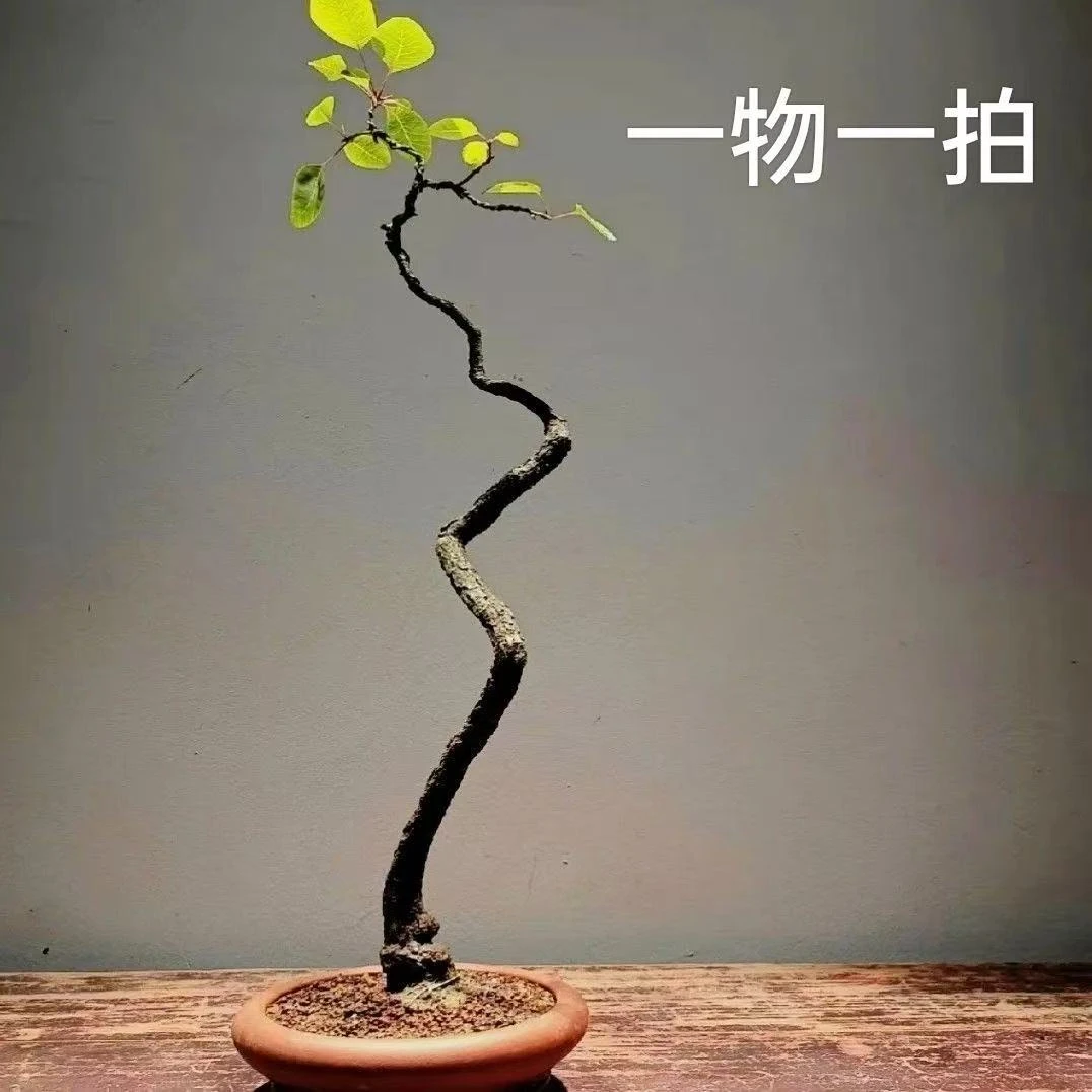 香山红叶黄栌直播间（一物一怕）