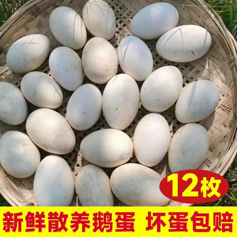 单枚110±10g左右⭐12枚散养朗德鹅蛋单黄鹅蛋现捡现发TA