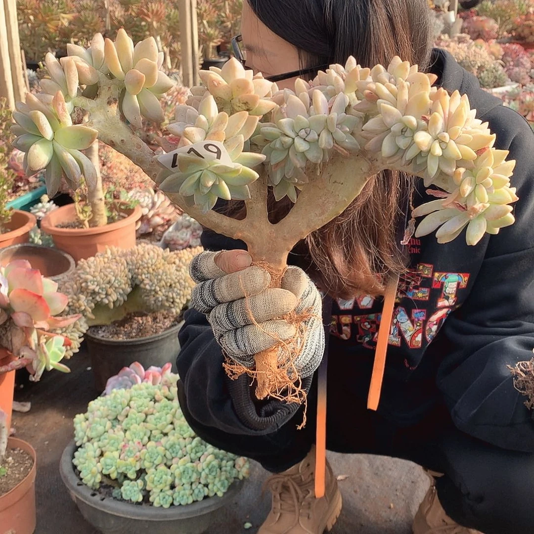 419淡雪缀一物一拍多肉