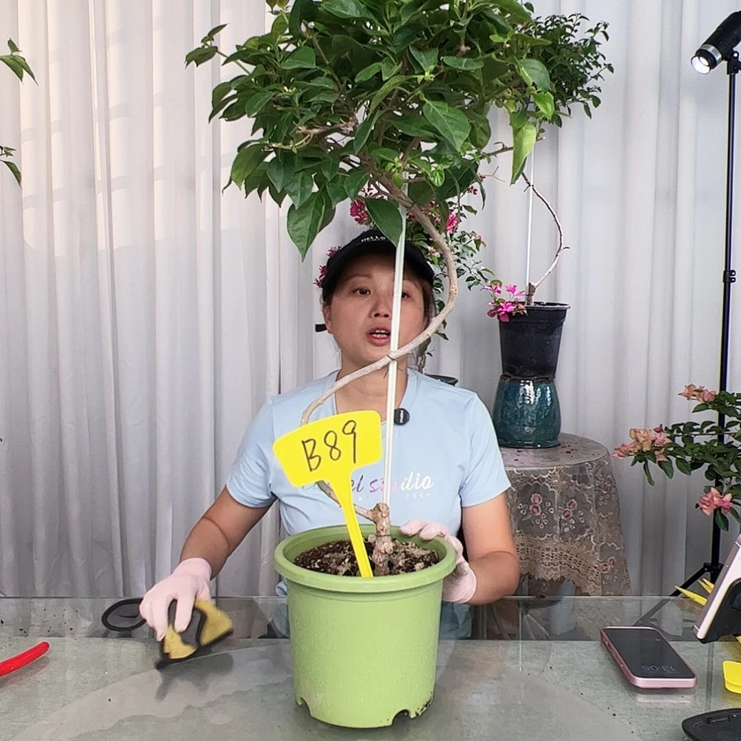 当前无花栽培后可以开花幸*B89佩德罗