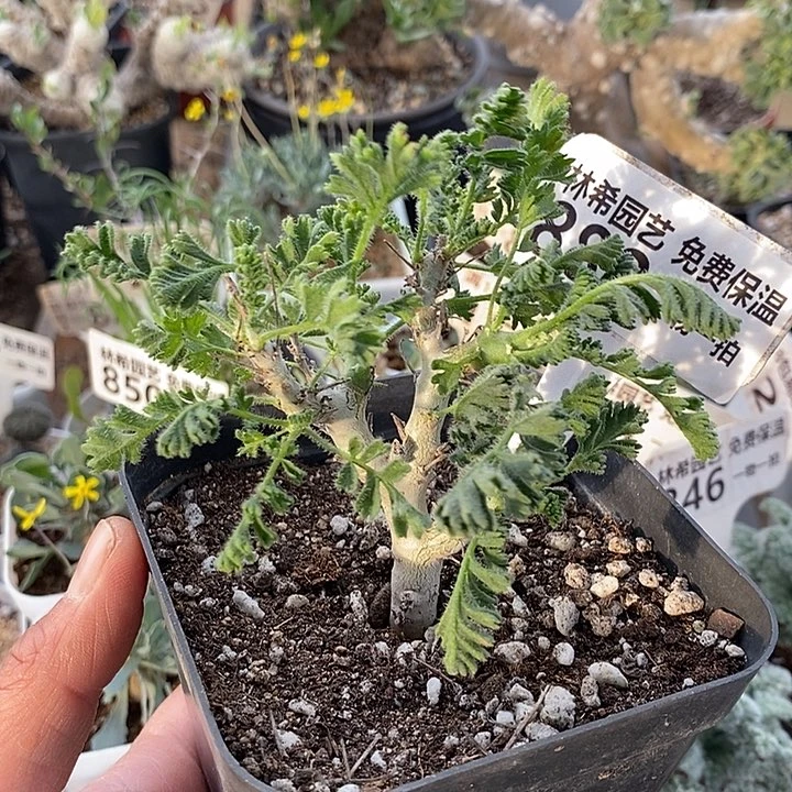 888沙漠洋葵带盆一一一一