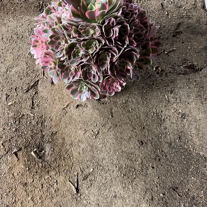 多肉植物粉女郎锦…………