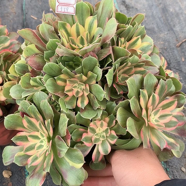 559雅典娜多肉植物